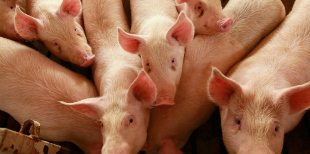   Salud actualiza datos sobre Triquinosis en la provincia