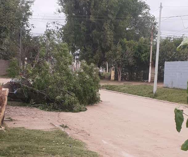 BOMBEROS TUVIERON VARIAS SALIDAS POR INCENDIOS Y CA&Iacute;DAS DE &Aacute;RBOLES EN LA TARDE DE HOY