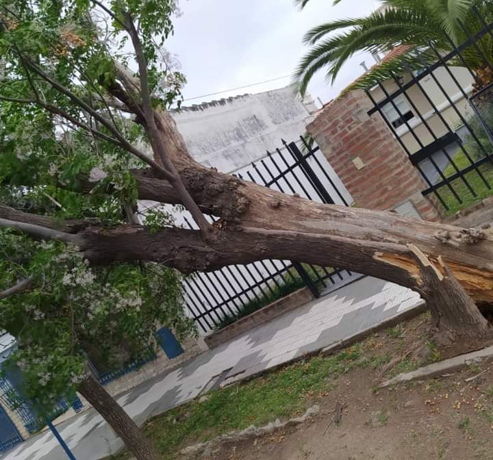 EL FUERTE VIENTO DE AYER PROVOC&Oacute; DA&Ntilde;OS EN LA CIUDAD