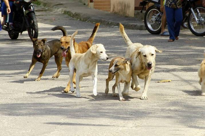 LUCIO PRIOTTI: UNA ORDENANZA DE CASTRACI&Oacute;N DEBE TENER RESPALDO CIENT&Iacute;FICO
