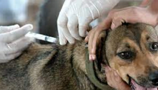 M&Aacute;S DE 2200 PERROS Y GATOS YA RECIBIERON SU VACUNA ANTIRR&Aacute;BICA