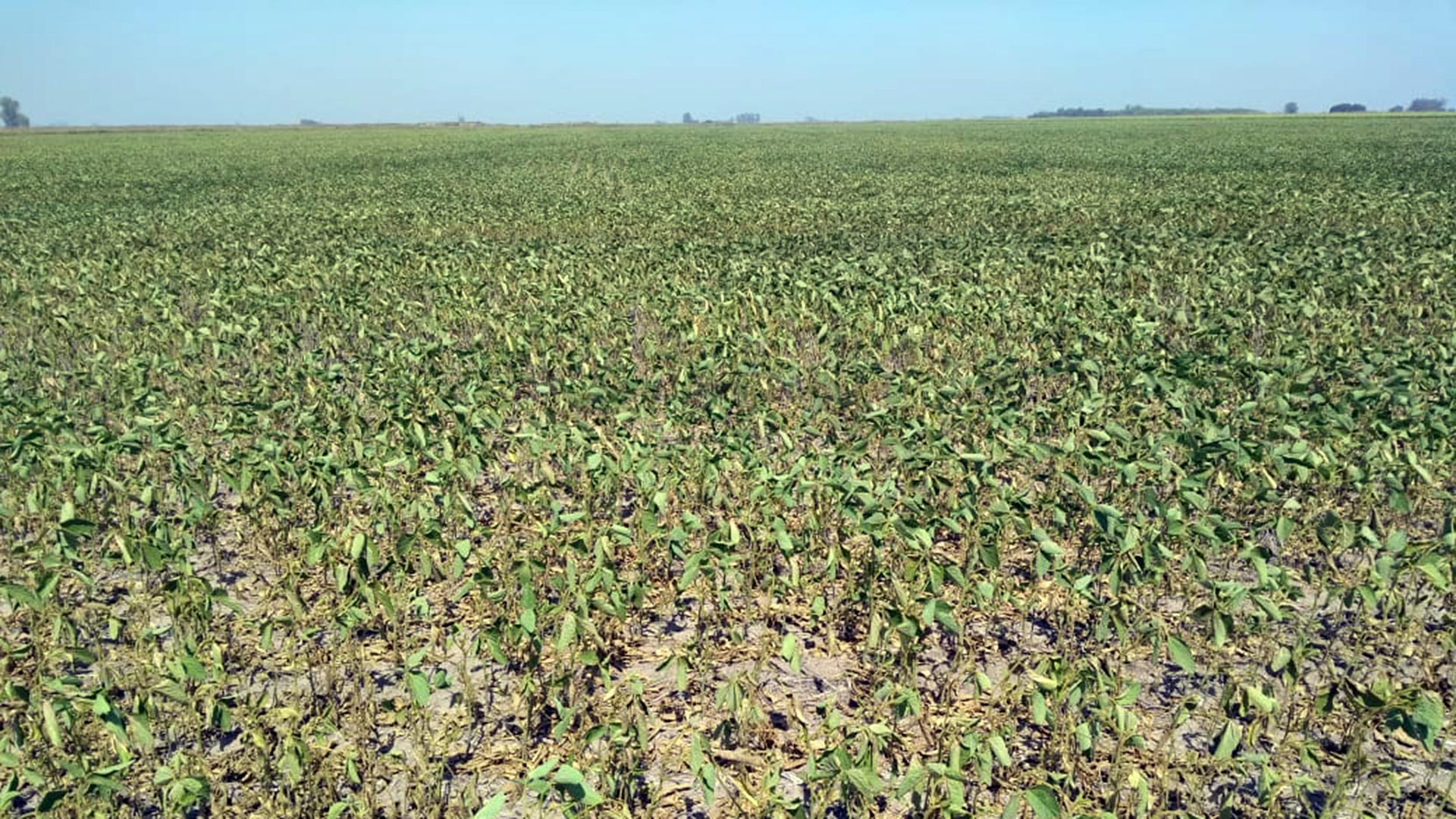 MAT&Iacute;AS PISTELLI HABL&Oacute; DEL CIERRE DE LA CAMPA&Ntilde;A DE SOJA, UNA DE LAS PEORES DE LOS &Uacute;LTIMOS TIEMPOS