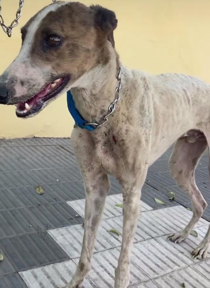 LA SOCIEDAD PROTECTORA SIGUE RESCATANDO GALGOS