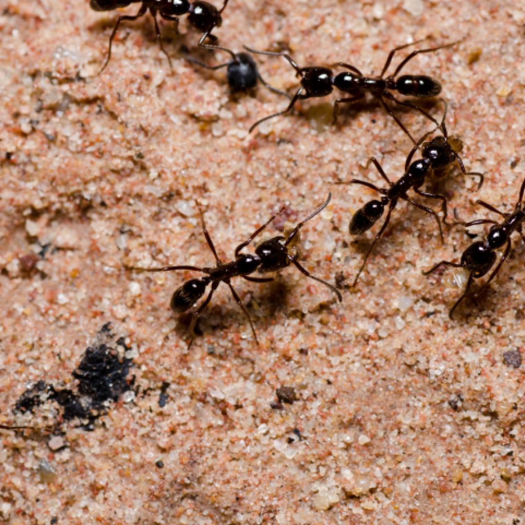 HERN&Aacute;N FUENSALIDA: TENEMOS LAS HERRAMIENTAS PARA COMBATIR LAS HORMIGAS