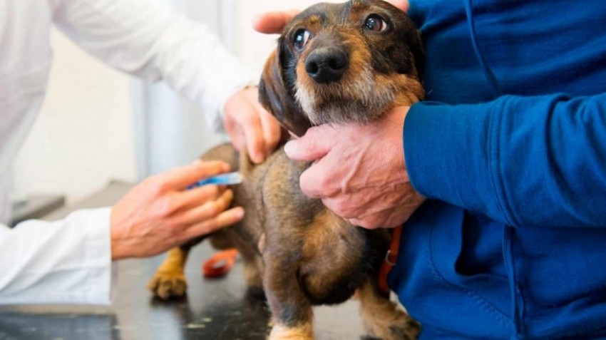 VACUNACI&Oacute;N ANTIRR&Aacute;BICA: HOY ESTAR&Aacute;N EN EL PASEO DEL RIEL DE 13 A 16:30