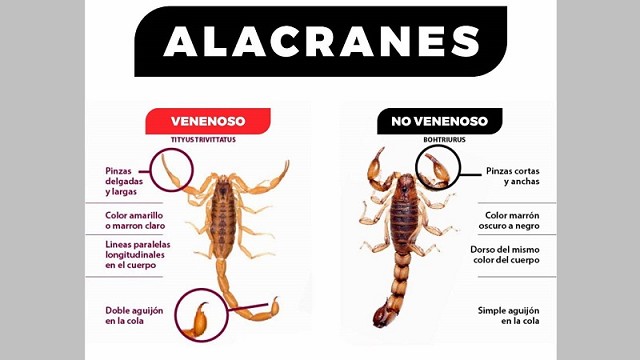 CONSEJOS ANTE LA APARICI&Oacute;N DE ALACRANES