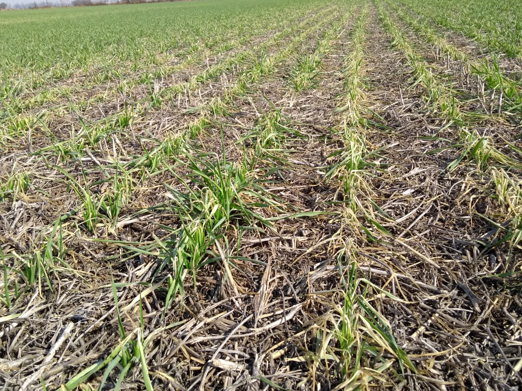 LA SEQU&Iacute;A COMPLICA LA &Eacute;POCA DE SIEMBRA