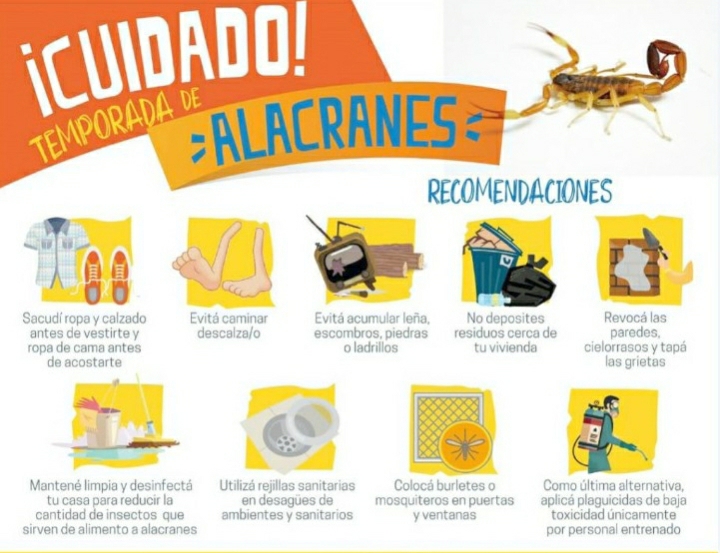 IMPORTANTES RECOMENDACIONES DEL M&Eacute;DICO WALTER BADOUL ANTE LA APARICI&Oacute;N DE ALACRANES