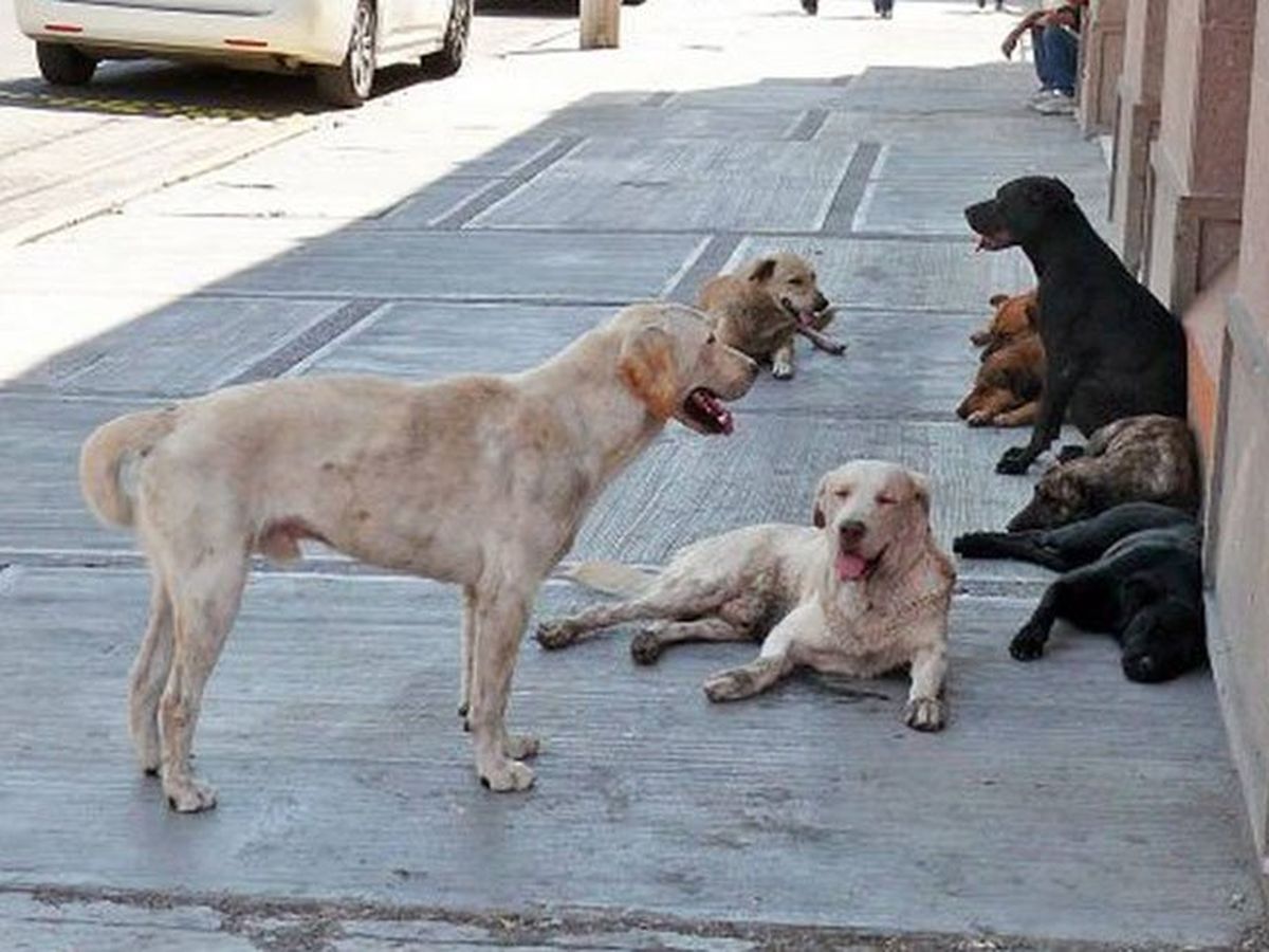 PROYECTO DE CASTRACI&Oacute;N MASIVA DEL FRENTE TODOS PAS&Oacute; A ARCHIVO