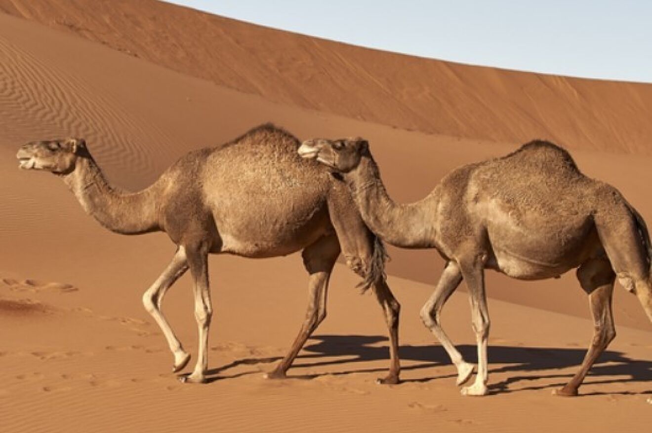 LA M&Eacute;DICA INFECT&Oacute;LOGA MARTA SANTI NOS HABL&Oacute; DEL VIRUS DEL CAMELLO