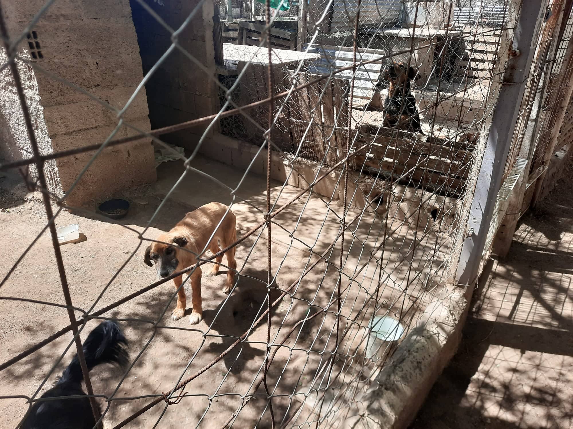 SITUACI&Oacute;N CR&Iacute;TICA PARA EL REFUGIO DE LA PROTECTORA DE ANIMALES