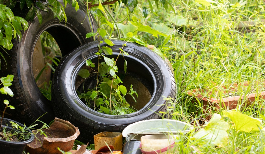 RAFAEL PRADO: LA LUCHA CONTRA EL DENGUE HAY QUE DARLA ENTRE TODOS
