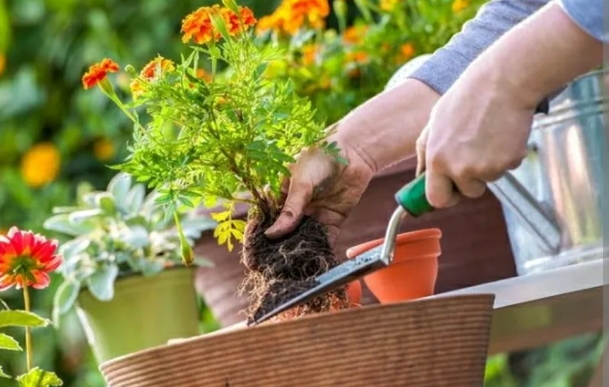 Consejos para cuidar las plantas con el cambio de temperaturas 